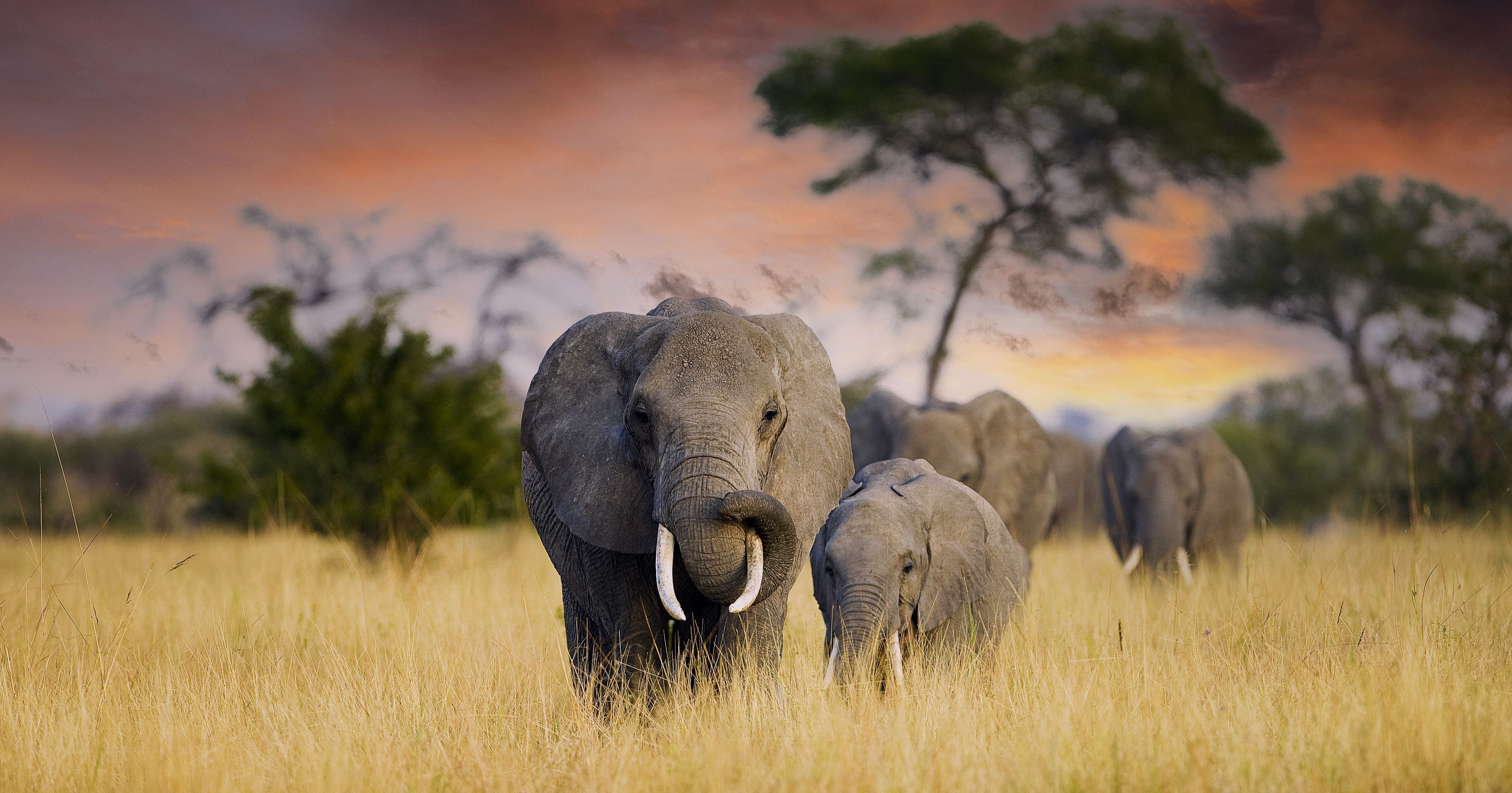 Herd of elephants walking across an African savanna